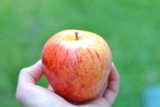 An Apple as a Snack