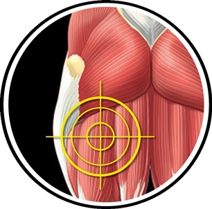 Hamstrings-glute