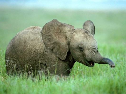 cutest-elephant