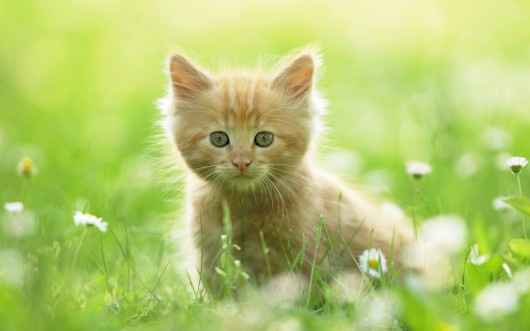 cutest-kitten