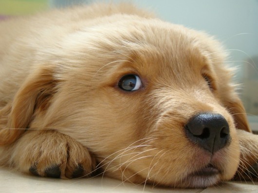 cutest-puppy