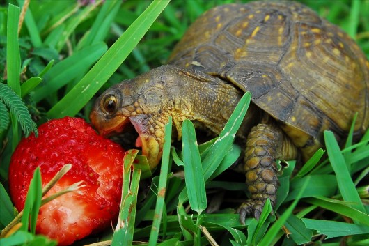 cutest-turtle