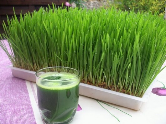 wheat-grass-juice