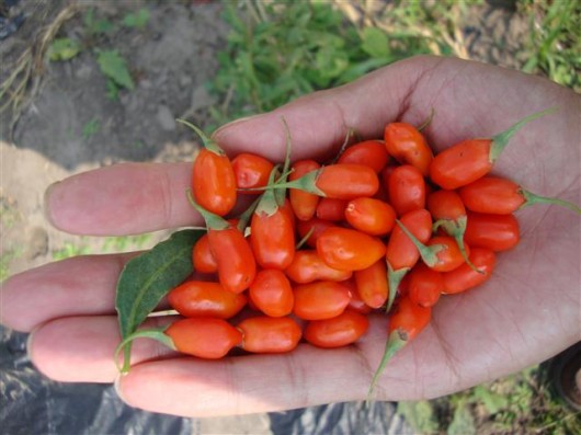 Raw Goji Berries