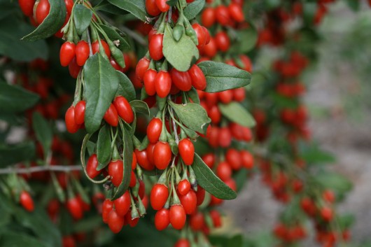 Fresh Goji Berries