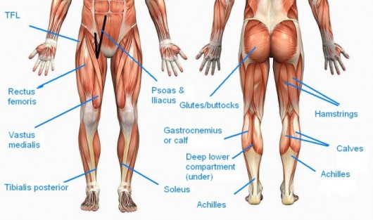 Legs muscles