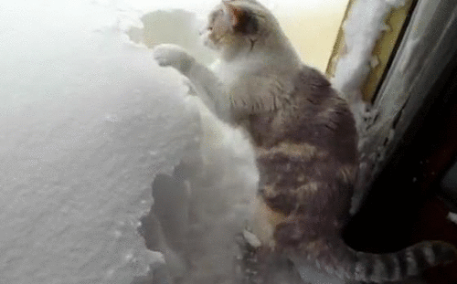 Cat Shoveling Snow