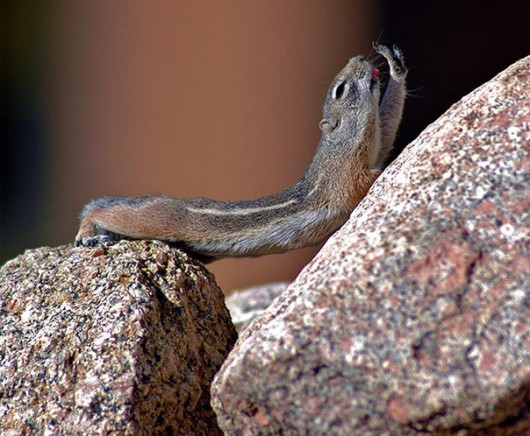 Aminal Yoga