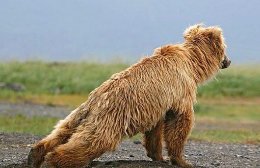 Bear Stretching