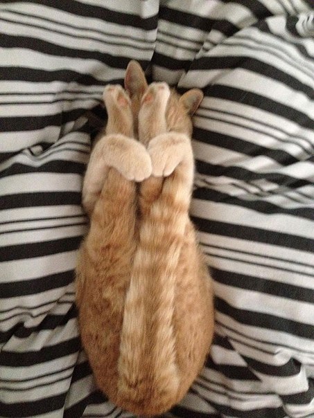 Cat Stretching