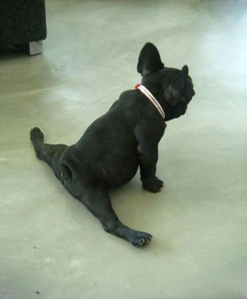 Dog Doing Split