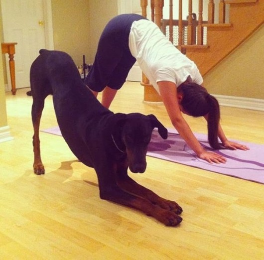 Dog Stretching