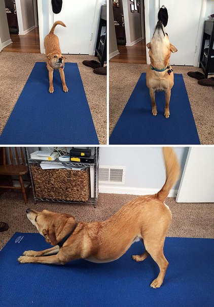 Dog Workingout