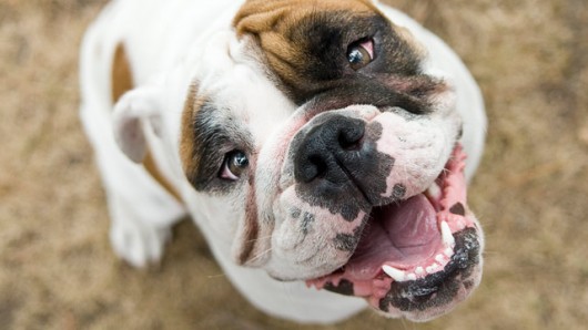 Smiling Dog