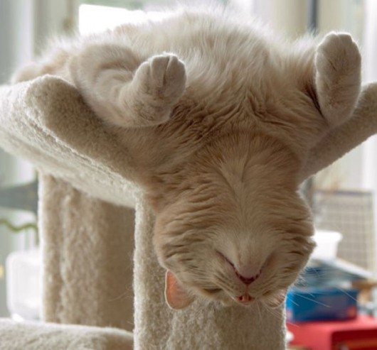 Stretching Cat