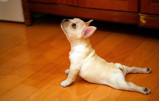 Stretching Dog