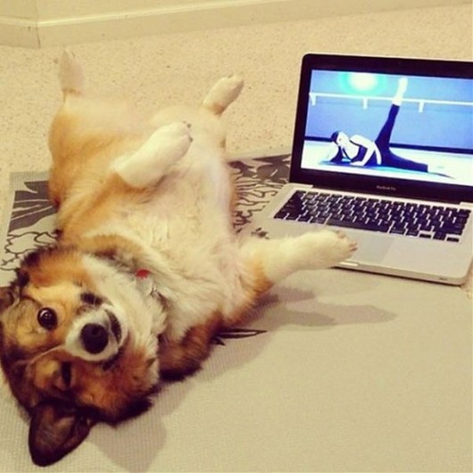 Working out Dog