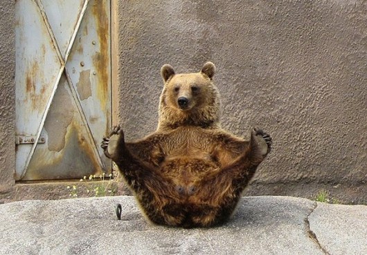 Yoga Bear