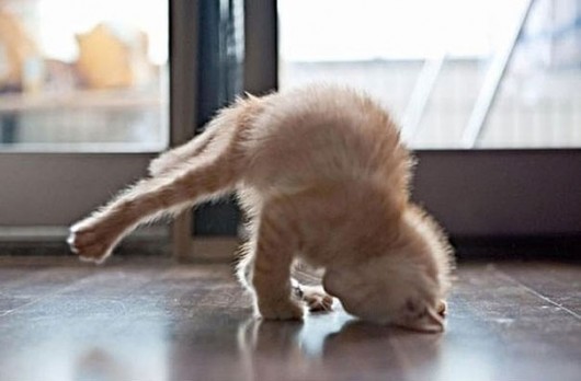 Yoga Cat