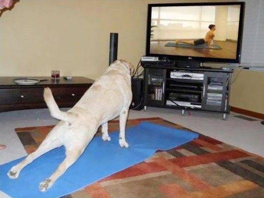 Yoga Dog