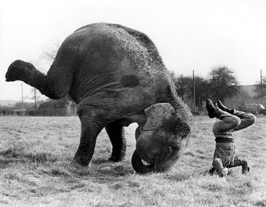 Yoga Elephant