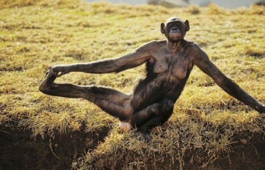 Yoga Monkey