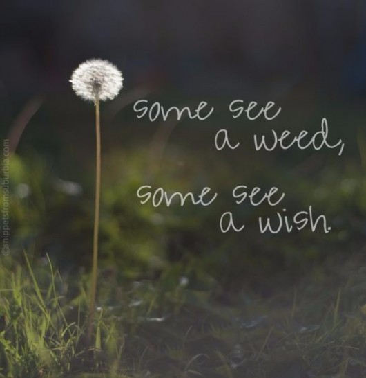 Some see a weed, some see a wish.