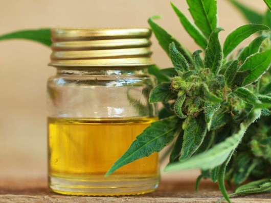 A close up marijuana leaves and CBD oil in a jar 