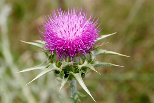 Milk thistle plant 