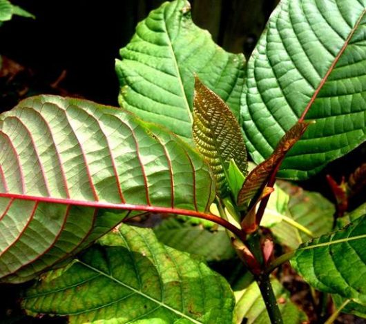 The Kratom red dragon has risen to become the strain of choice for millions of Kratom enthusiasts across the world.
