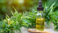 Cannabis and cbd oil in a bottle on the wooden background