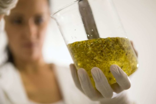 A woman in the lab is stirring cbd oil in a glass jar