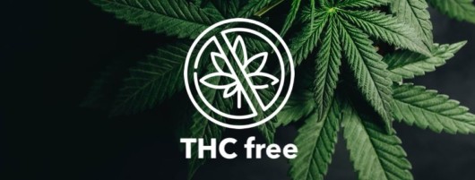 Cannabis leaf on the black background with a sign THC free