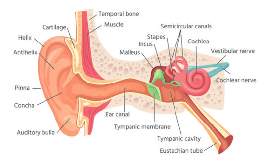 The outer and inner ear anatomy on the white background that shows what can cause the vestibular dizziness