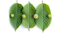 Kratom leaves on white background