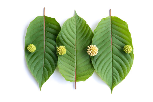 Kratom leaves on white background