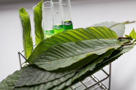 Kratom leaves and the Kratom leaf extract on white background