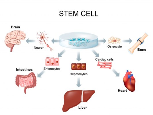 Stem cells — the cells from which all other specialized cells in the body are generated