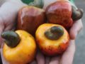 A close up picture of yellow and bell-shaped cashew apple lying in the hands