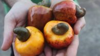 A close up picture of yellow and bell-shaped cashew apple lying in the hands