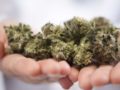 CBD Hemp Flower in the woman's palms