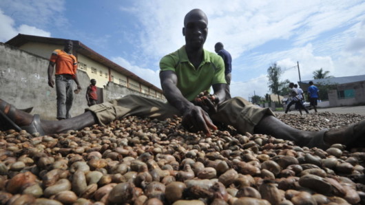 A black worker work hard and manually select cashews 