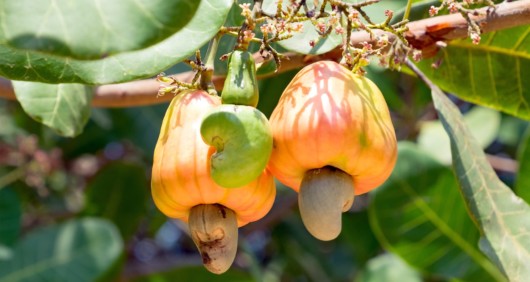 Cashew apples growing on the tropical cashew tree