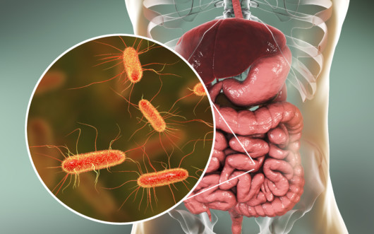 A picture of a 3d gut system in a transparent body with enlarged microbiome