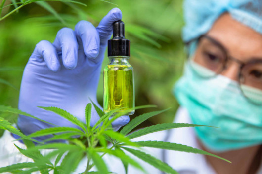 Scientist is examining the cbd oil 