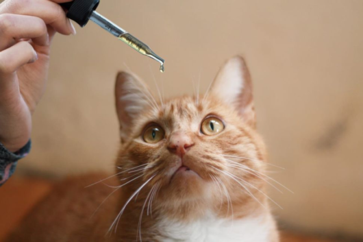 How Effective Is CBD Oil For Cats?