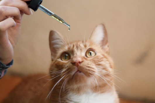 Girl is trying to feed the red cat with cbd