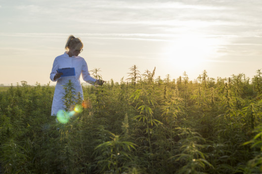 Scientist observing CBD hemp plants on marijuana field and taking notes