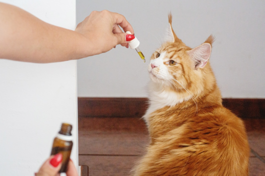 A red cat is sniffing the pipette with cbd