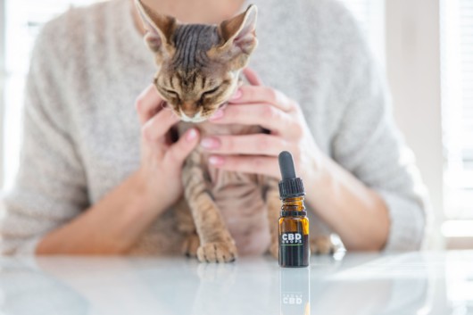 The girl is holding a small cat to give it cbd